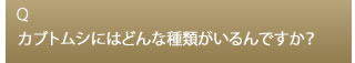 Q カブトムシにはどんな種類がいるんですか？
