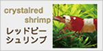crystalred shrimp レッドビーシュリンプ