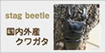 stag beetle 国内外産クワガタ